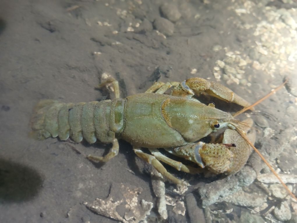 c Marlène Crubillé