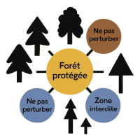 foret_protégée3-removebg-preview foret_protégée3-removebg-preview